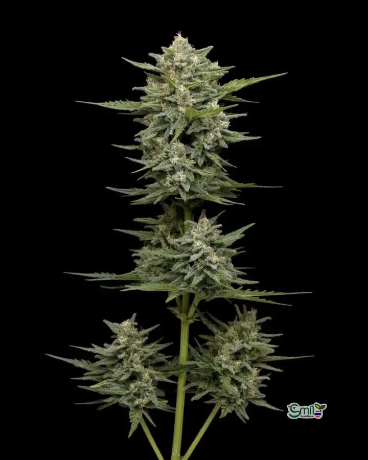 Vanilla Latte Autoflower — 2