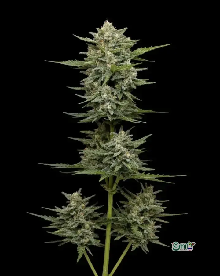 Vanilla Latte Autoflower — 2