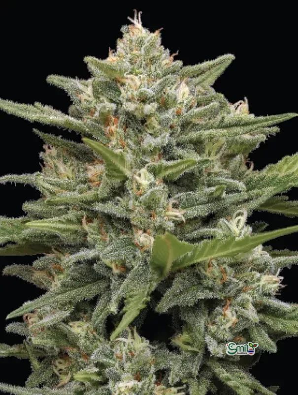 Vanilla Latte Autoflower — 3
