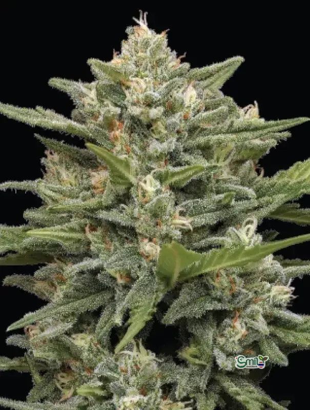 Vanilla Latte Autoflower — 3