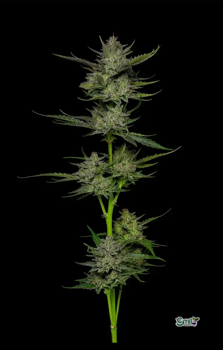 Sour Apple Autoflower — 2