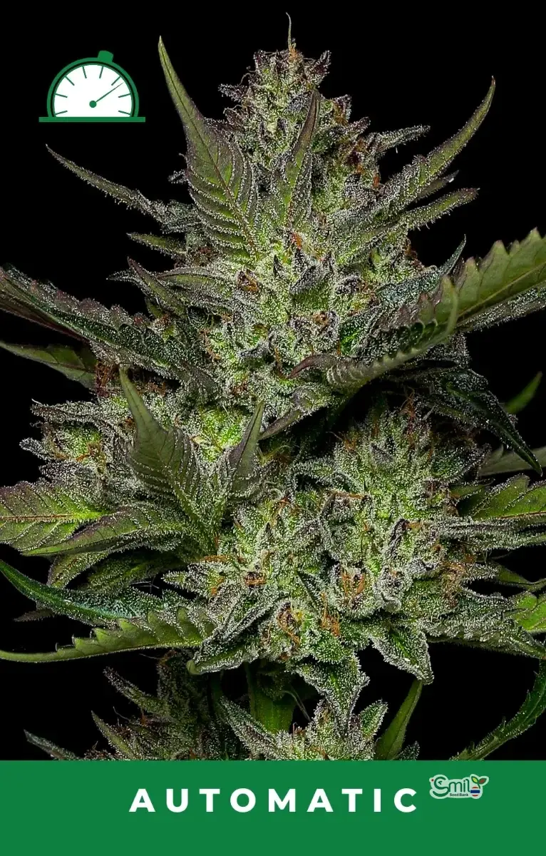 Sour Apple Autoflower — 3