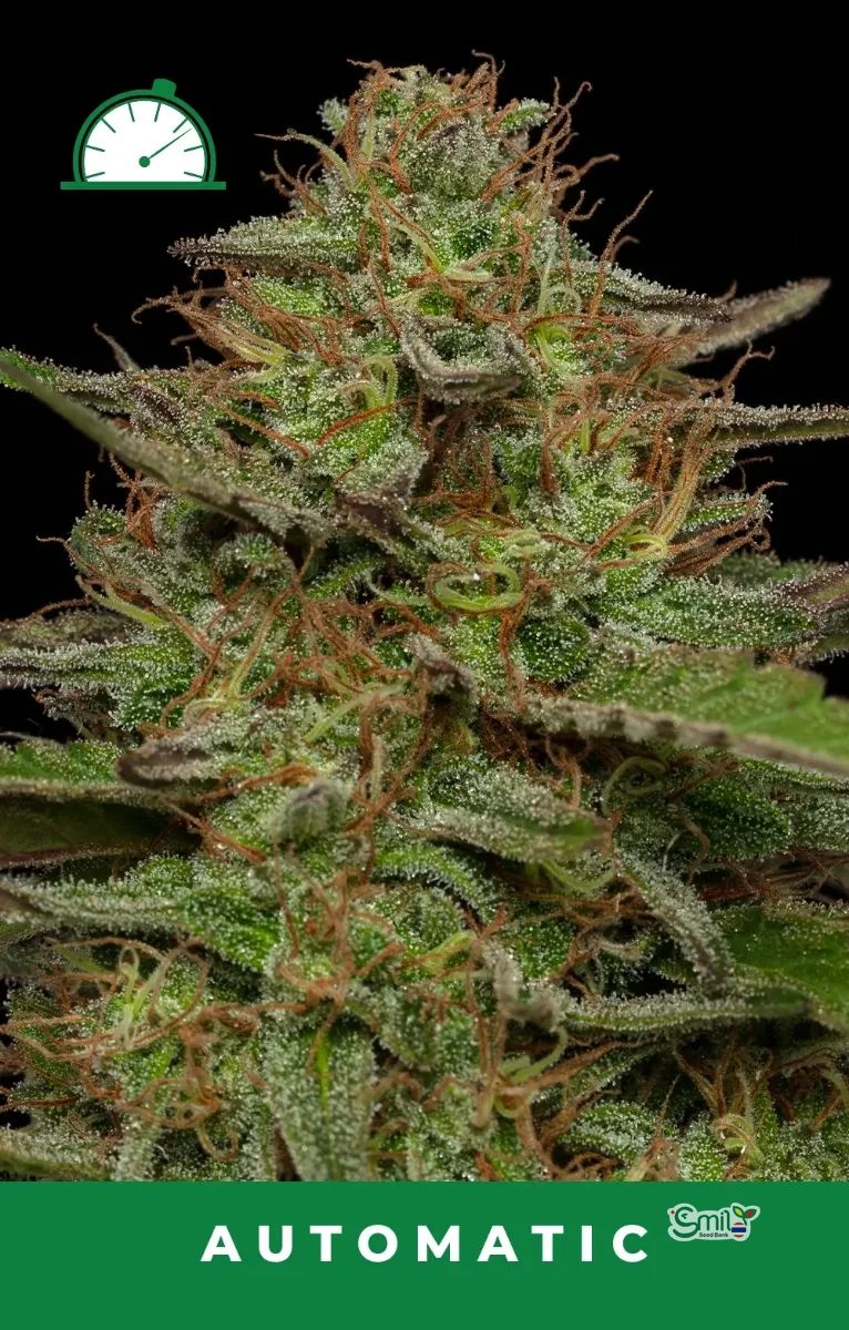 Strawberry Cheesecake — 5