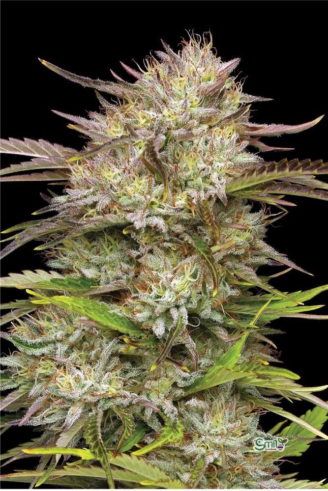 California Haze