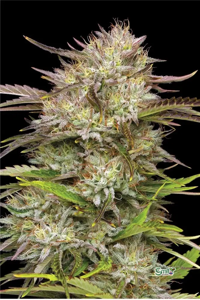 California Haze — 4