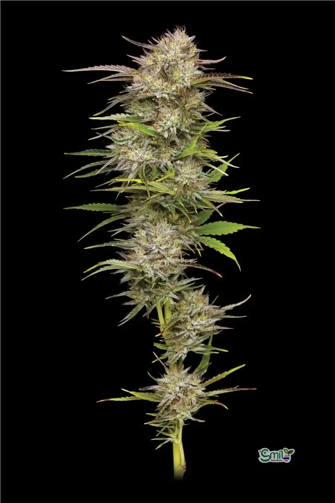 California Haze — 5