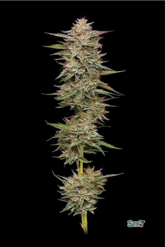 Banana OG — 4