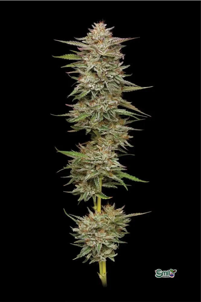 Banana OG — 4