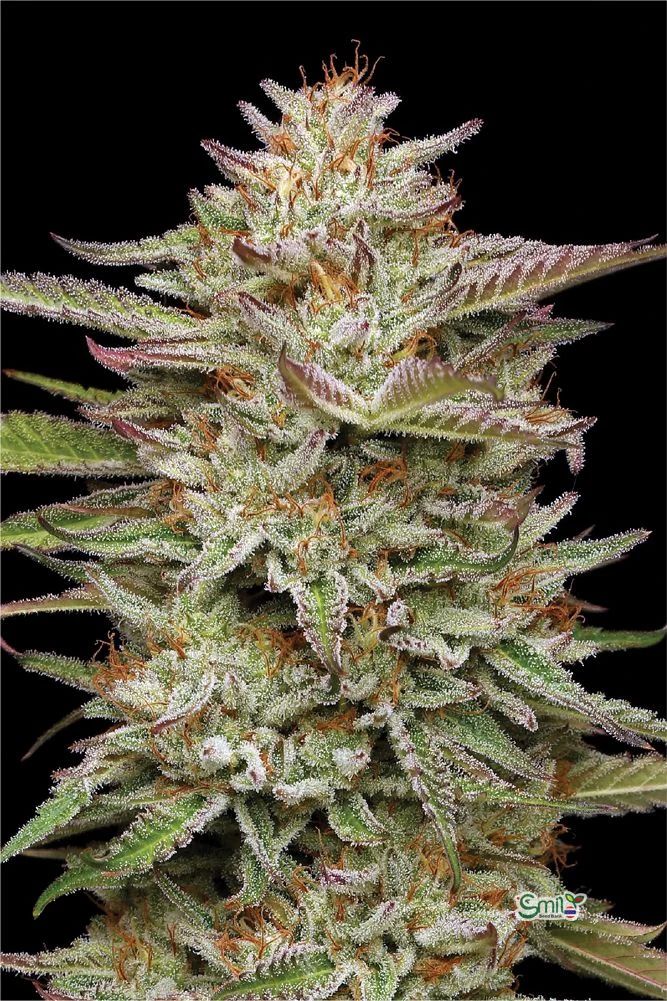 Banana OG — 5
