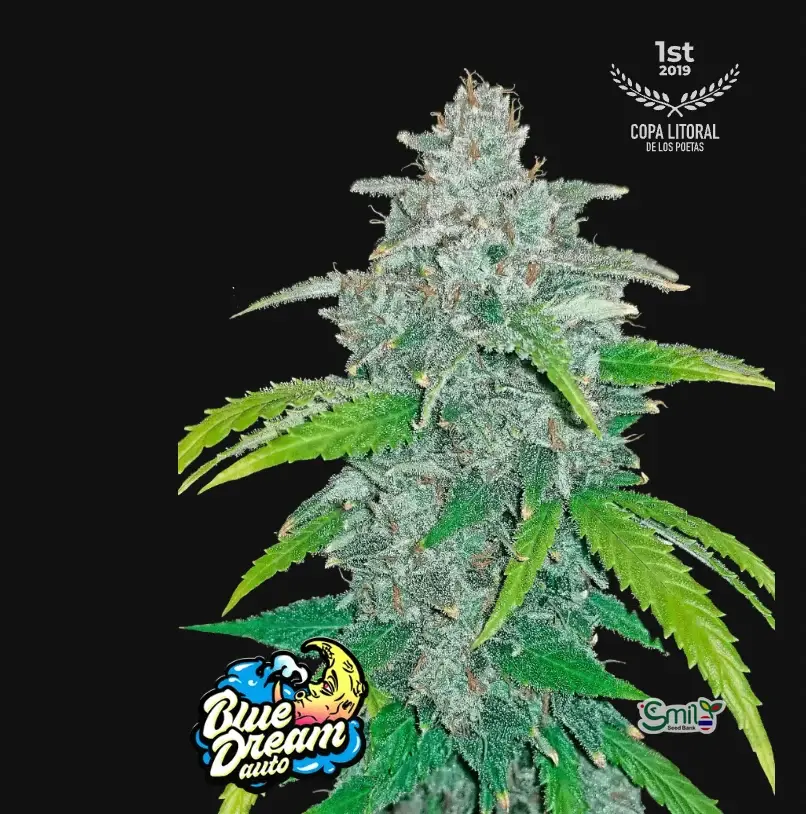 Blue Dream Auto — 1