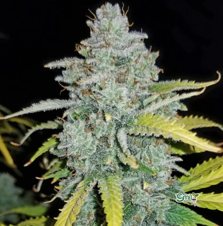 Blue Dream Auto — 2