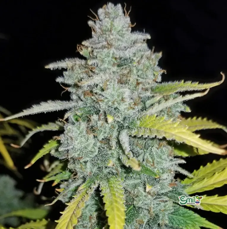 Blue Dream Auto — 2