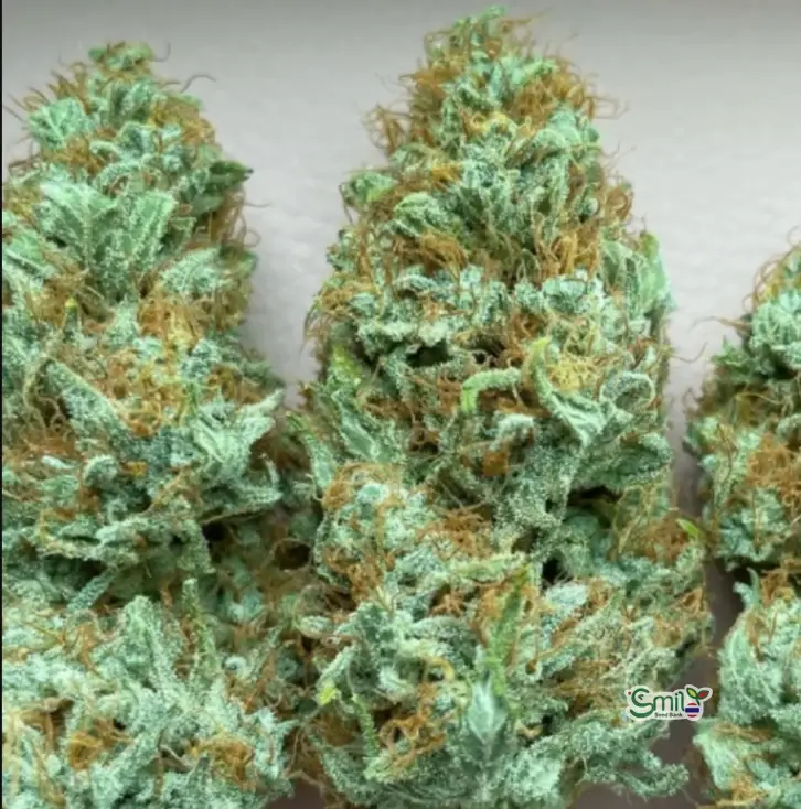 Blue Dream Auto — 3