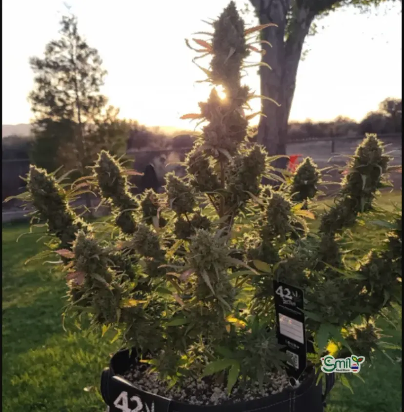Blue Dream Auto — 4