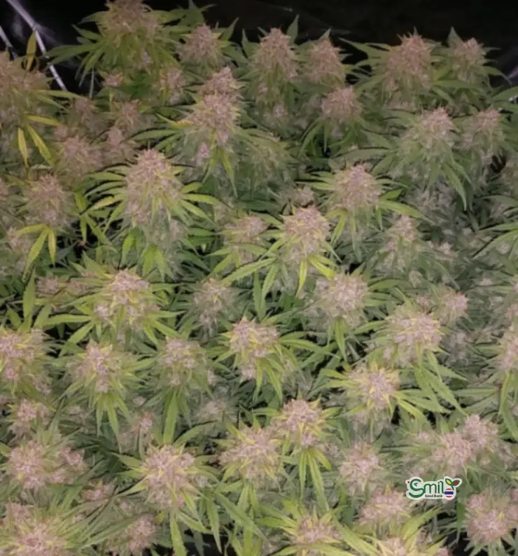 Blue Dream Auto — 5