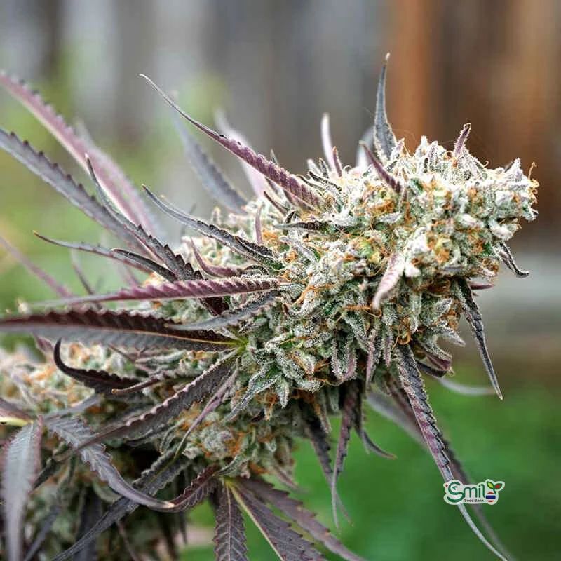 Ice Cream Cake Fast Flowering — 3