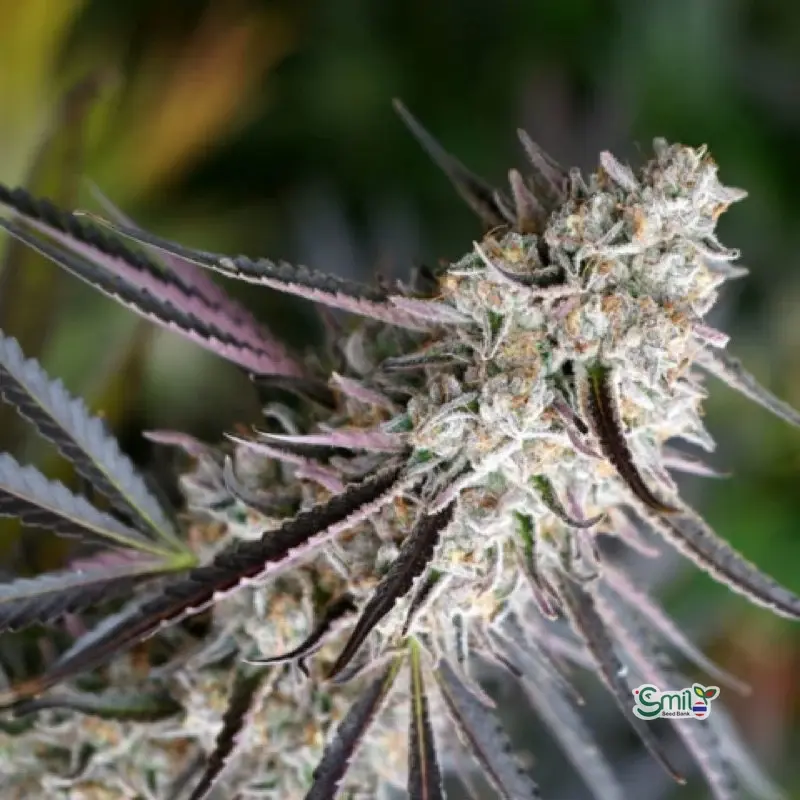 Peanut Butter Breath Fast Flowering — 2