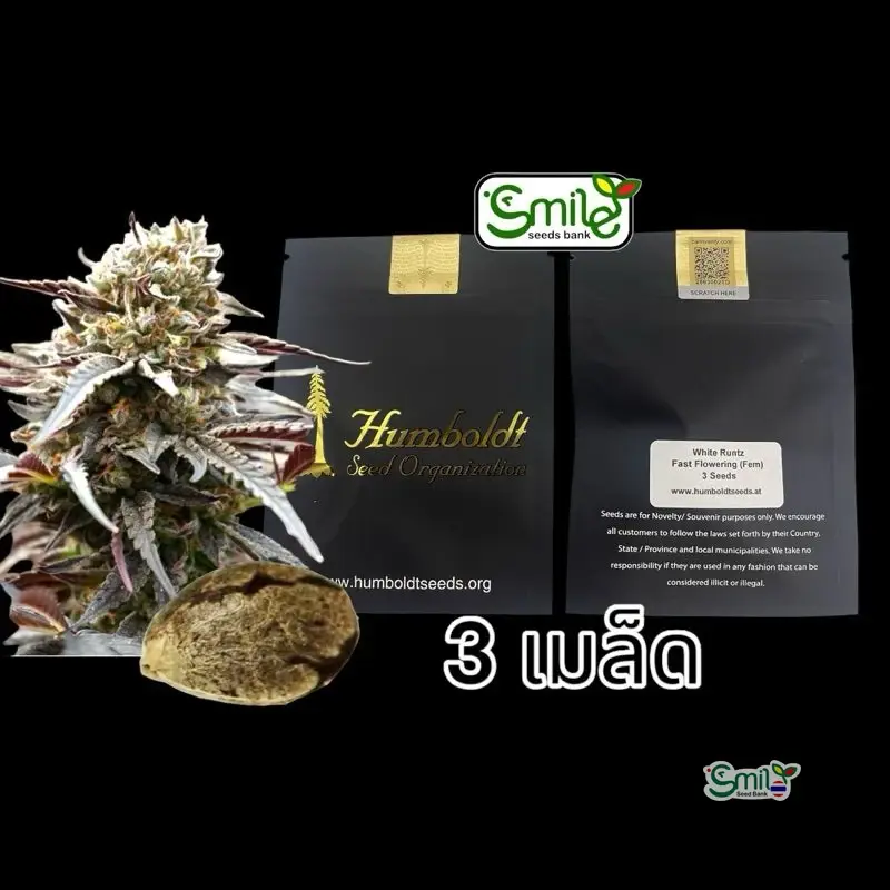 White Runtz Fast Flowering — 1