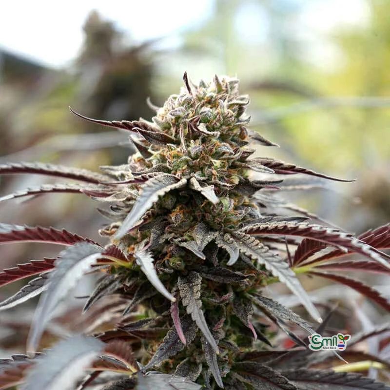 White Runtz Fast Flowering — 2
