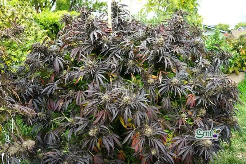 White Runtz Fast Flowering — 3
