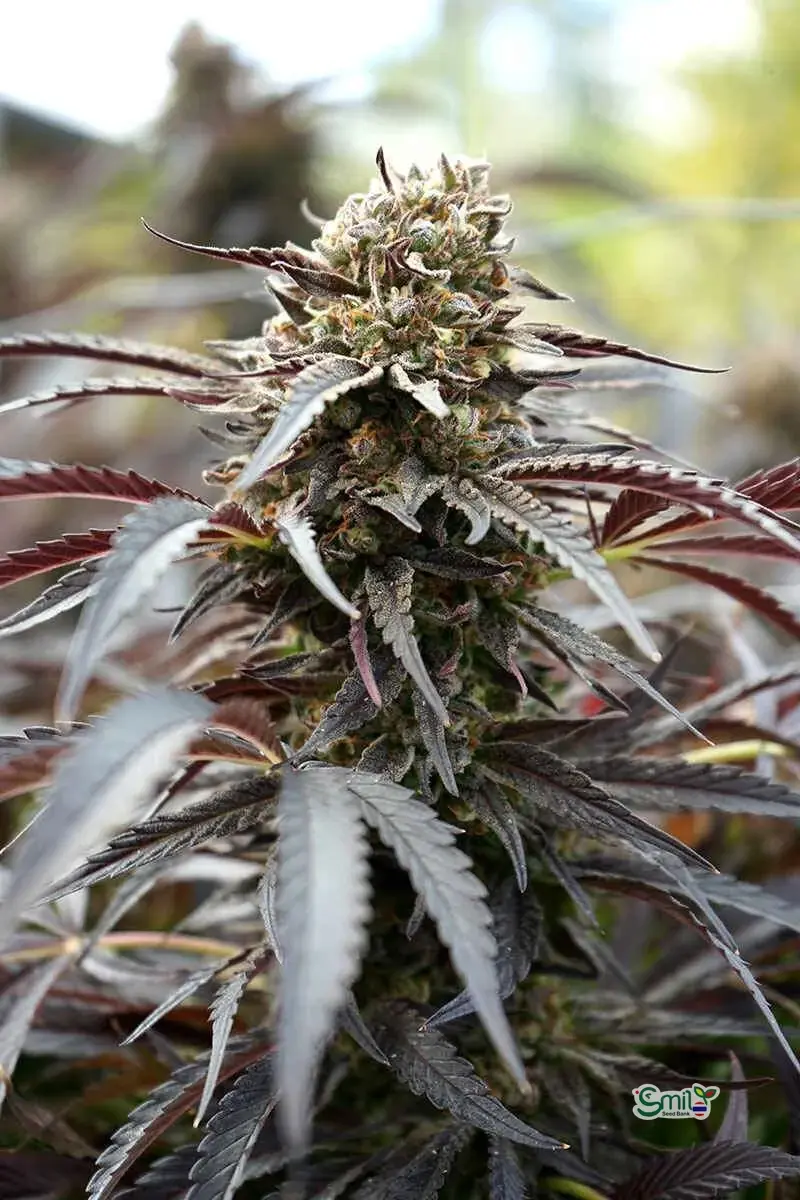 White Runtz Fast Flowering — 4