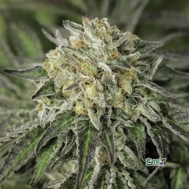 Amherst Sour Diesel — 2