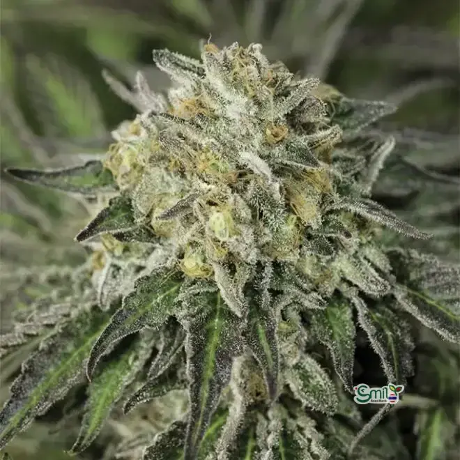 Amherst Sour Diesel — 2