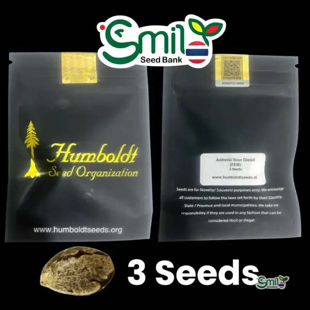 Amherst Sour Diesel — 1