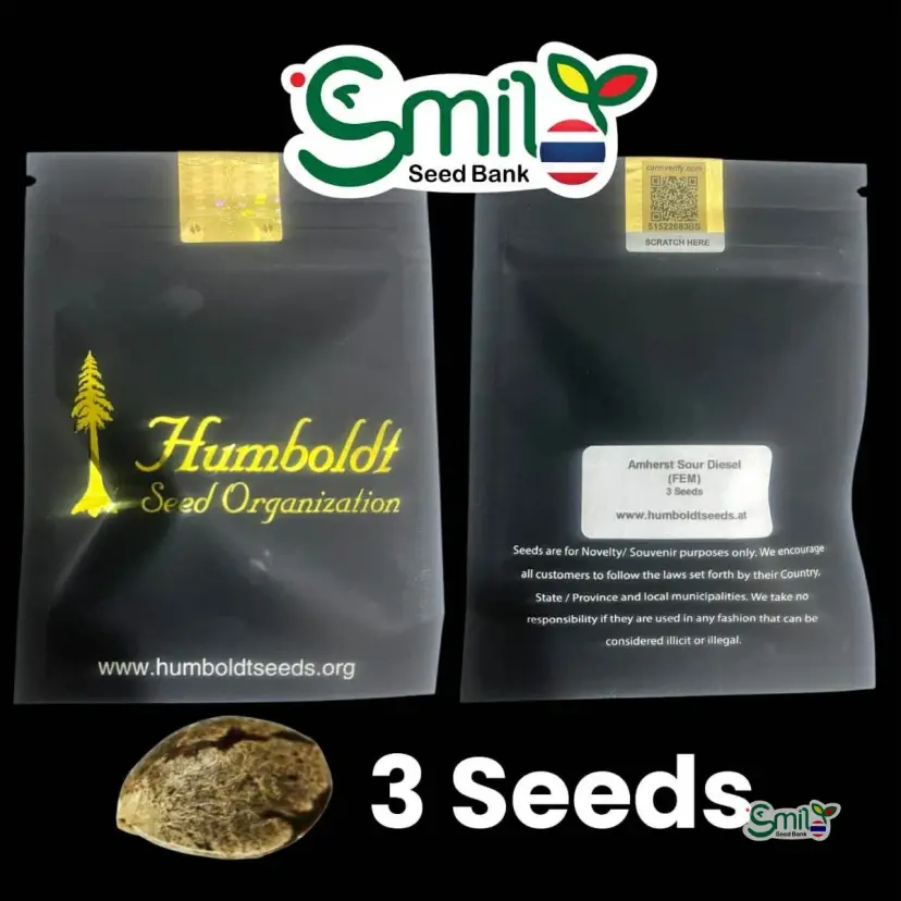 Amherst Sour Diesel — 1