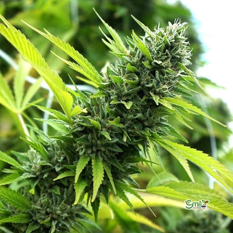 Banana Sapphire — 3