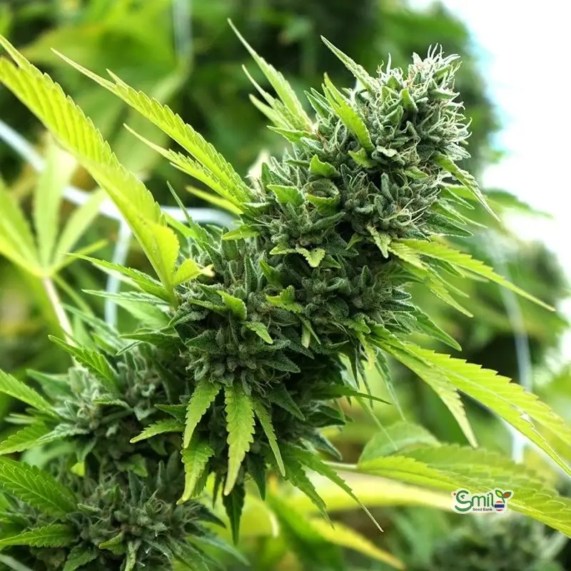 Banana Sapphire — 3