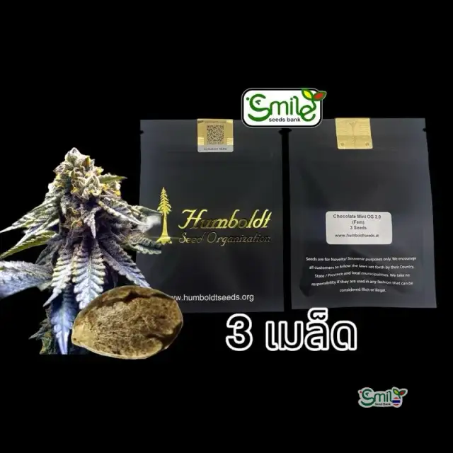 Chocolate Mint OG — 1