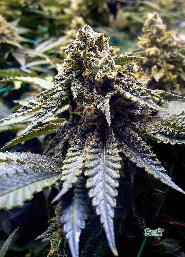 Chocolate Mint OG — 2