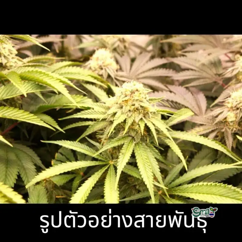 PriZmatic — 2
