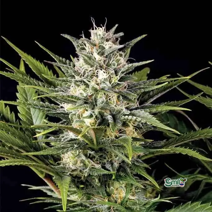 Pineapple Skunk — 2