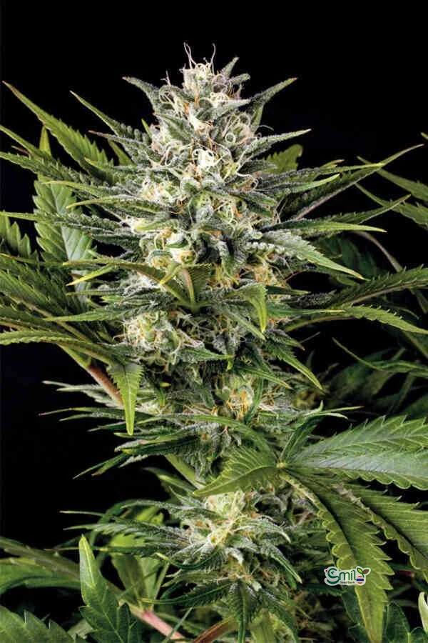 Pineapple Skunk — 3