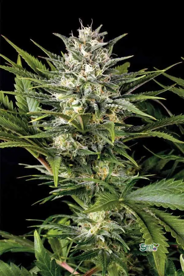 Pineapple Skunk — 3