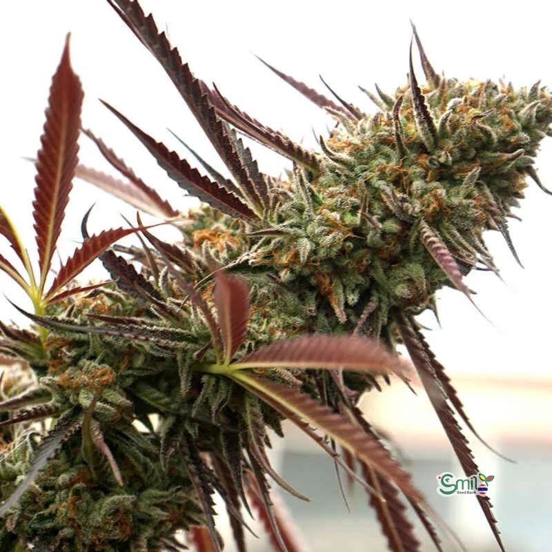 Ghost of NYC — 2