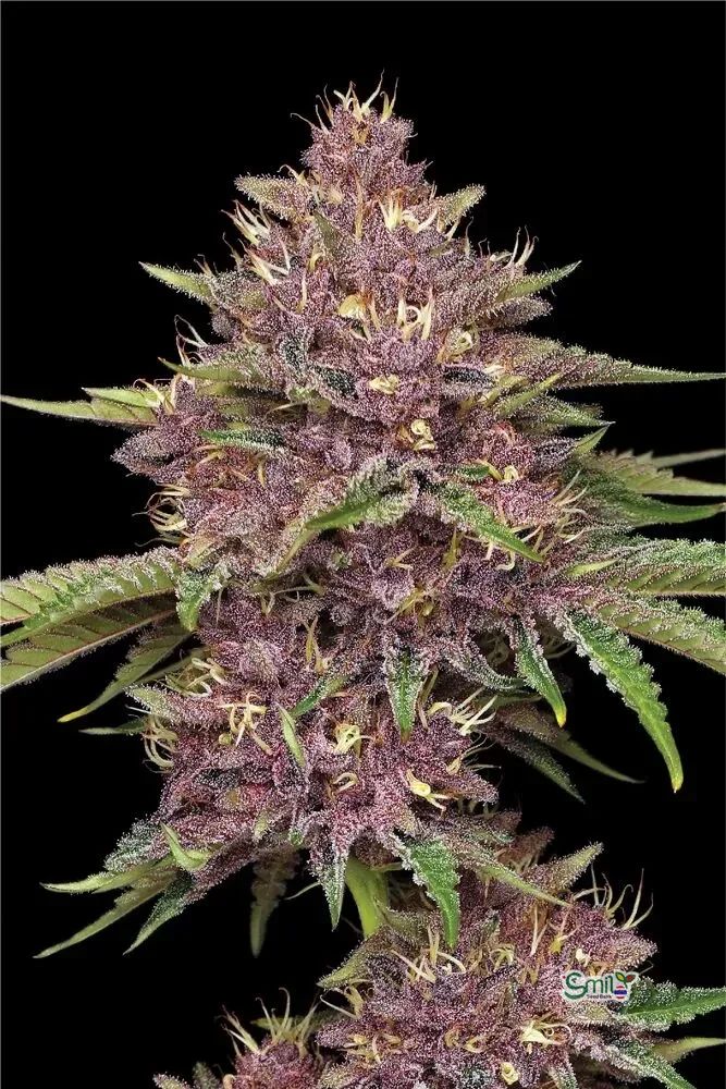 Purpz