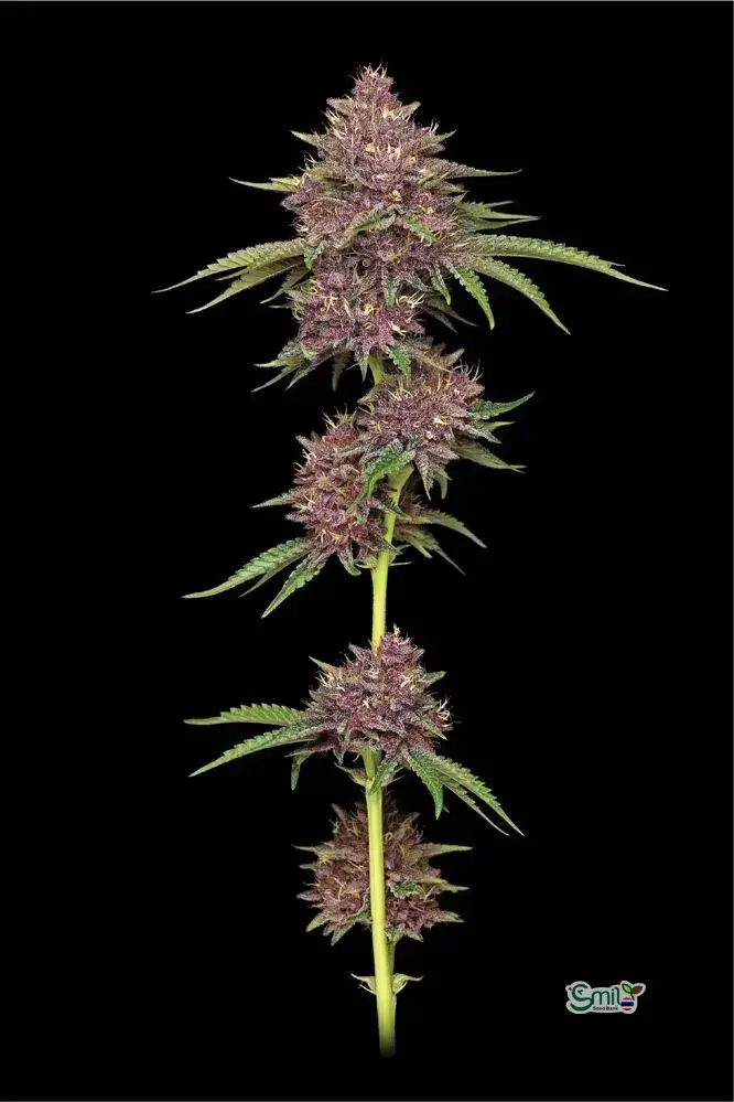 Purpz — 4