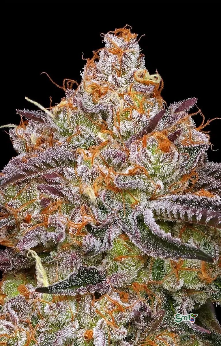 Granny Candy