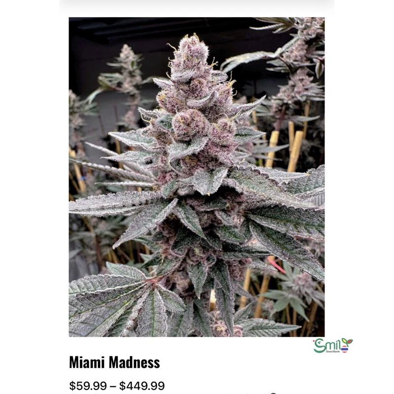 Miami Madness — 4
