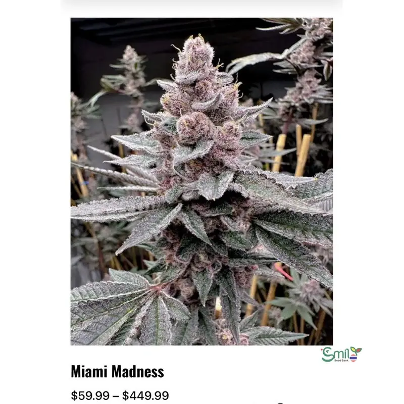 Miami Madness — 4