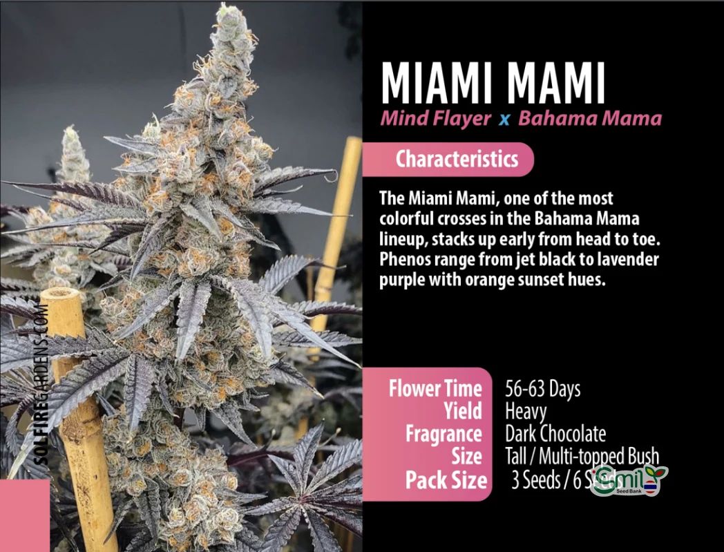 Miami Mami — 3