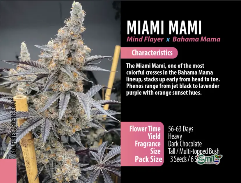 Miami Mami — 3