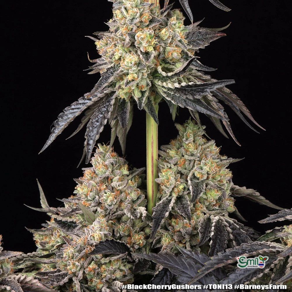 Black Cherry Gushers — 2