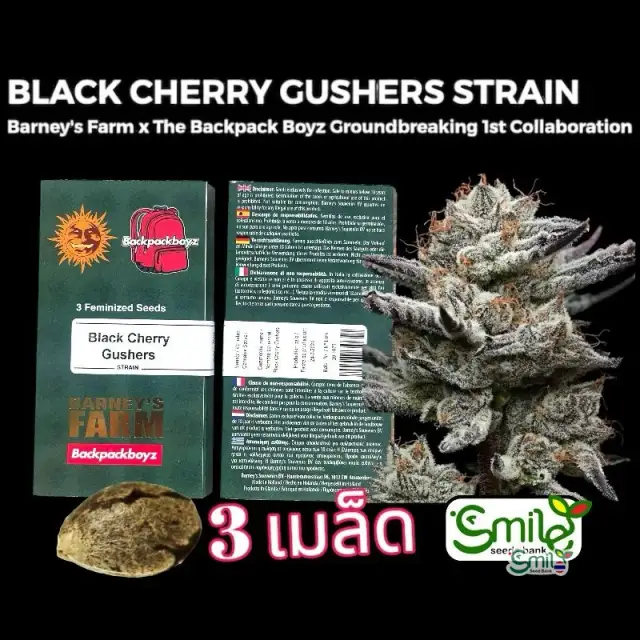 Black Cherry Gushers — 1