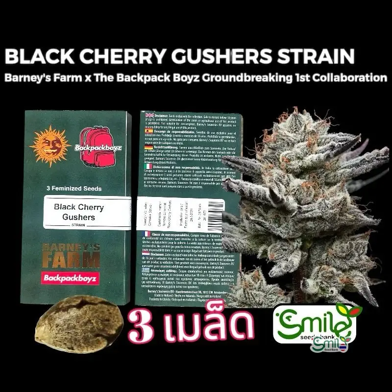 Black Cherry Gushers — 1