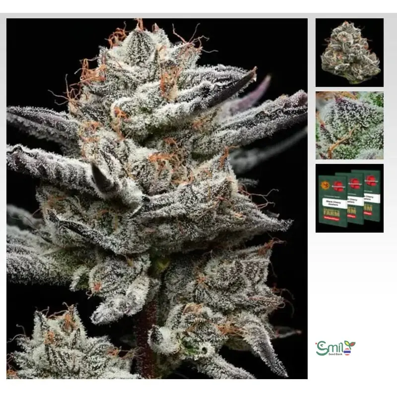 Black Cherry Gushers — 3