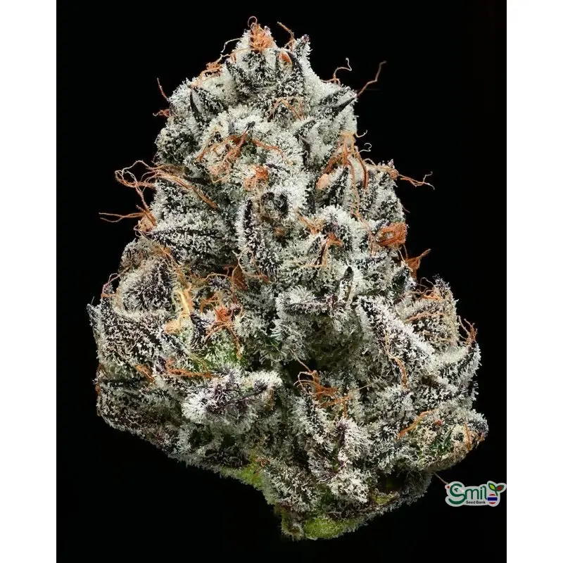 Black Cherry Gushers — 4